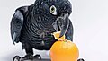 minimalistic photographie of black parrot, eating oranges, white background --ar 4:3
