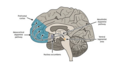 Wichtige Teile des Belohnungskreislaufs sind der Nucleus accumbens in den Basalganglien (Subkortex) und der präfrontale Kortex im Frontallappen. Diese Regionen werden stark durch den Neurotransmitter Dopamin beeinflusst, der im ventralen tegmentalen Areal hinter den Basalganglien entsteht. Quelle: https://openbooks.lib.msu.edu/neuroscience/chapter/motivation-and-reward/.